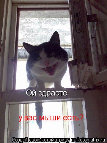 Ой здрасте у вас мыши есть?... Котоматрица: Ой здрасте у вас мыши есть?