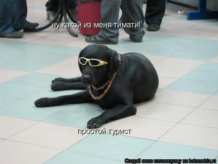 ну какой из меня тимати! простой турист... Котоматрица: ну какой из меня тимати! простой турист