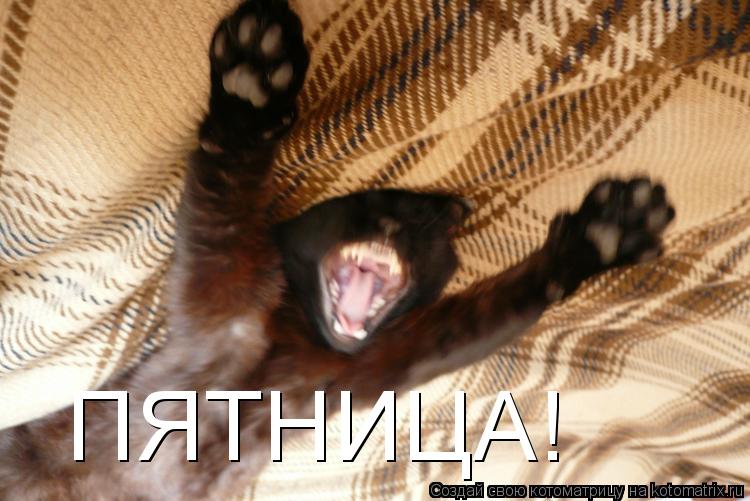 ПЯТНИЦА!... Котоматрица: ПЯТНИЦА!