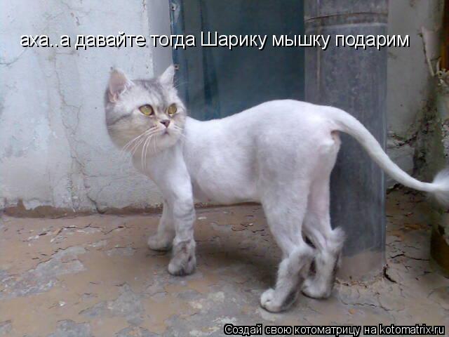 аха..а давайте тогда Шарику мышку подарим... Котоматрица: аха..а давайте тогда Шарику мышку подарим