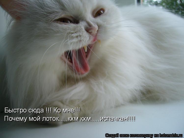 Быстро сюда !!! Ко мне!!! Почему мой лоток.....кхм кхм.....испачкан!!!!... Котоматрица: Быстро сюда !!! Ко мне!!! Почему мой лоток.....кхм кхм.....испачкан!!!!