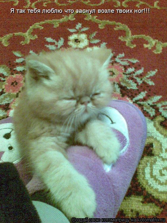 Я так тебя люблю что заснул возле твоих ног!!!... Котоматрица: Я так тебя люблю что заснул возле твоих ног!!!