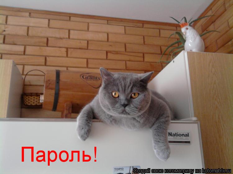 Пароль!... Котоматрица: Пароль!