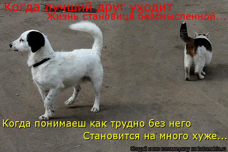Когда лучший друг уходит Жизнь становица безсмысленной... Когда понимаеш как трудно без него Становит... Котоматрица: Когда лучший друг уходит Жизнь становица безсмысленной... Когда понимаеш как трудно без него Становится на много хуже...