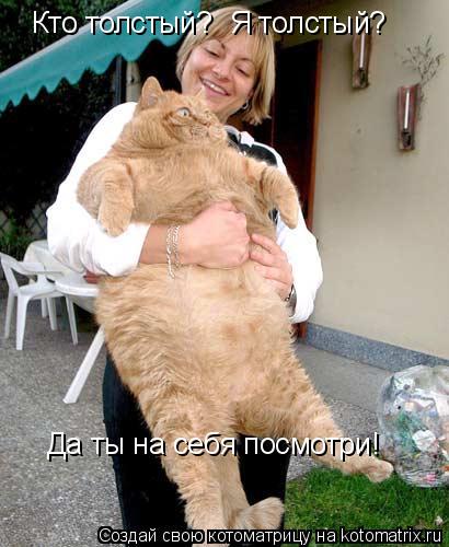 Кто толстый? Я толстый? Да ты на себя посмотри!... Котоматрица: Кто толстый? Я толстый? Да ты на себя посмотри!