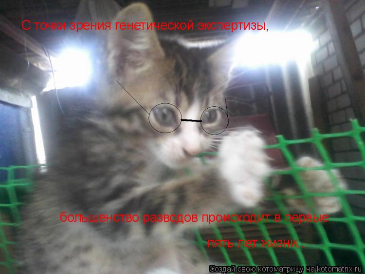 С точки зрения генетической экспертизы, большенство разводов происходит в первые пять лет жизни...... Котоматрица: С точки зрения генетической экспертизы, большенство разводов происходит в первые пять лет жизни...