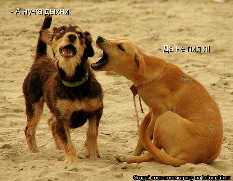 - Да не пил я! - А ну-ка дыхни!... Котоматрица: - Да не пил я! - А ну-ка дыхни!