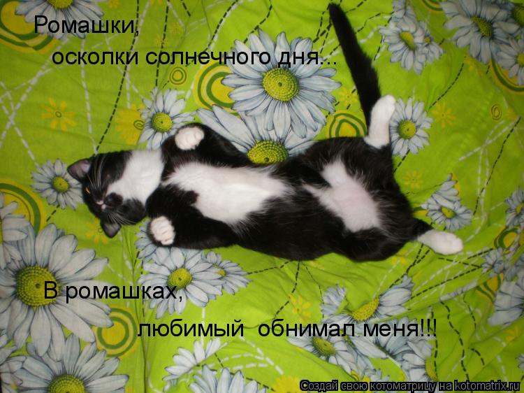 Ромашки, осколки солнечного дня... В ромашках, любимый обнимал меня!!!... Котоматрица: Ромашки, осколки солнечного дня... В ромашках, любимый обнимал меня!!!