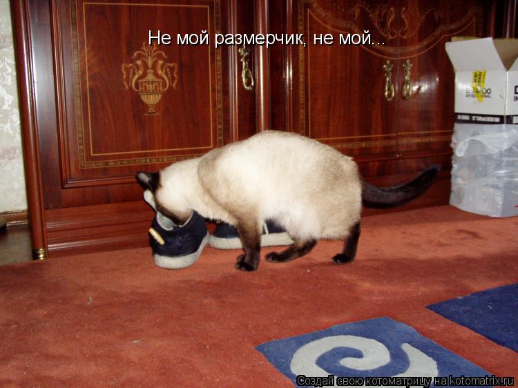 Не мой размерчик, не мой...... Котоматрица: Не мой размерчик, не мой...