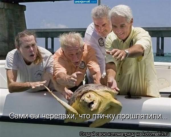Сами вы черепахи, что птичку прошляпили...... Котоматрица: Сами вы черепахи, что птичку прошляпили...