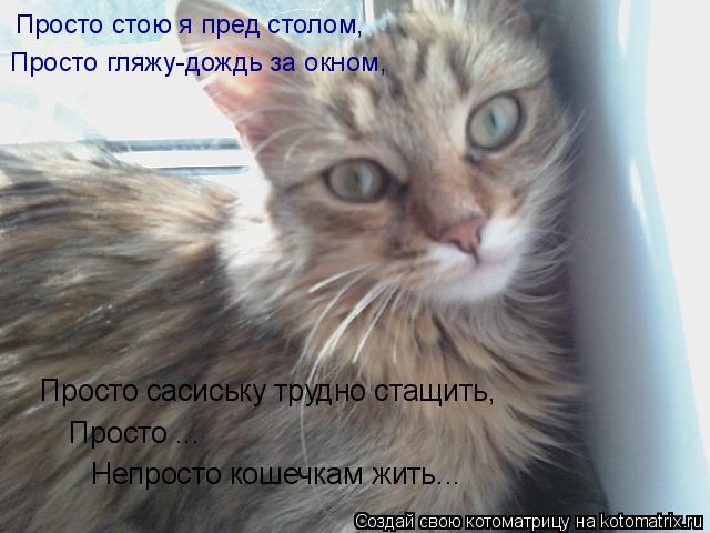 Просто стою я пред столом, Просто гляжу-дождь за окном, Просто сасиську трудно стащить, Просто ... ... Котоматрица: Просто стою я пред столом, Просто гляжу-дождь за окном, Просто сасиську трудно стащить, Просто ... Непросто кошечкам жить...