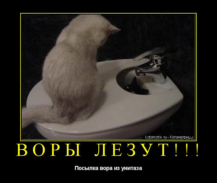 ВОРЫ ЛЕЗУТ!!! Посылка вора из унитаза... Котоматрица: ВОРЫ ЛЕЗУТ!!! Посылка вора из унитаза
