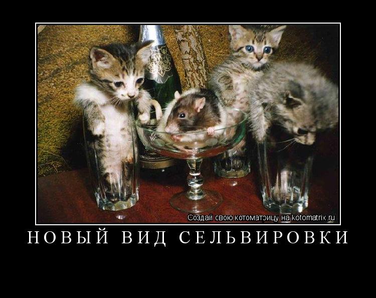 новый вид сельвировки ... Котоматрица: новый вид сельвировки