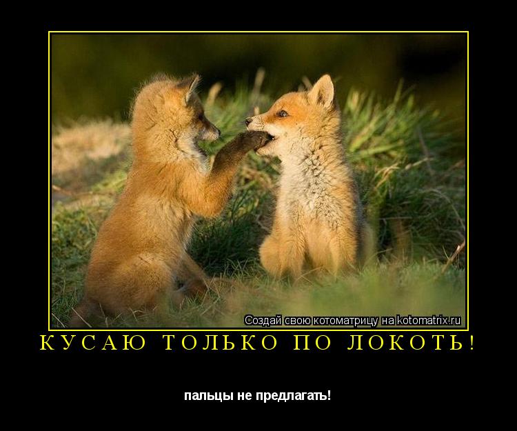 КУСАЮ ТОЛЬКО ПО ЛОКОТЬ! пальцы не предлагать!... Котоматрица: КУСАЮ ТОЛЬКО ПО ЛОКОТЬ! пальцы не предлагать!