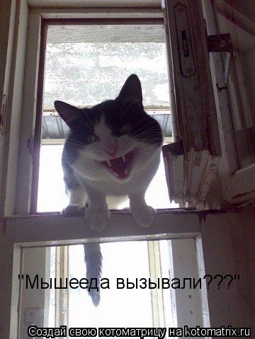 "Мышееда вызывали???"... Котоматрица: "Мышееда вызывали???"