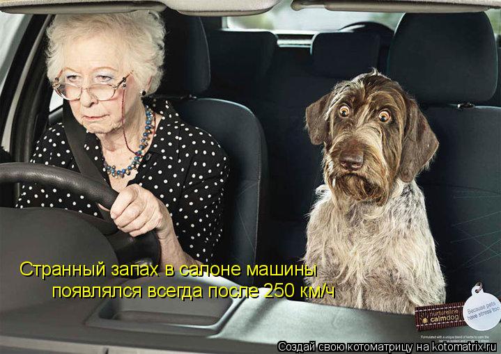 Котоматрица: Странный запах в салоне машины появлялся всегда после 250 км/ч