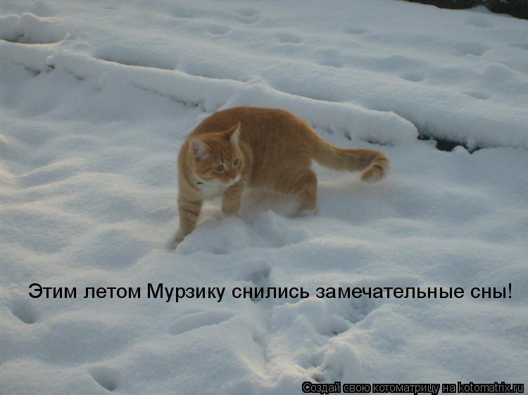 Этим летом Мурзику снились замечательные сны!... Котоматрица: Этим летом Мурзику снились замечательные сны!