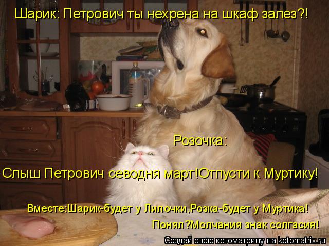 Розочка: Слыш Петрович севодня март!Отпусти к Муртику! Шарик: Петрович ты нехрена на шкаф залез?! Вме... Котоматрица: Розочка: Слыш Петрович севодня март!Отпусти к Муртику! Шарик: Петрович ты нехрена на шкаф залез?! Вместе:Шарик-будет у Лилочки,Розка-будет у