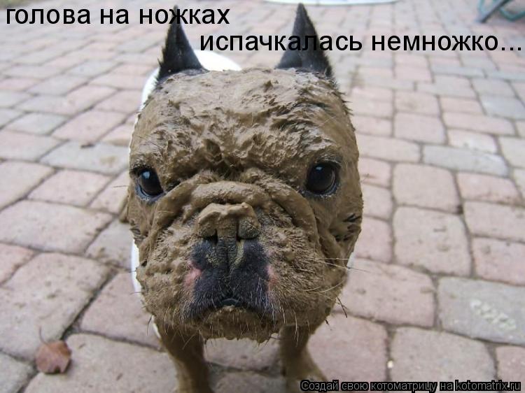голова на ножках испачкалась немножко...... Котоматрица: голова на ножках испачкалась немножко...