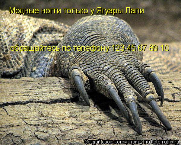 Модные ногти только у Ягуары Лали обращайтесь по телефону:123 45 67 89 10... Котоматрица: Модные ногти только у Ягуары Лали обращайтесь по телефону:123 45 67 89 10