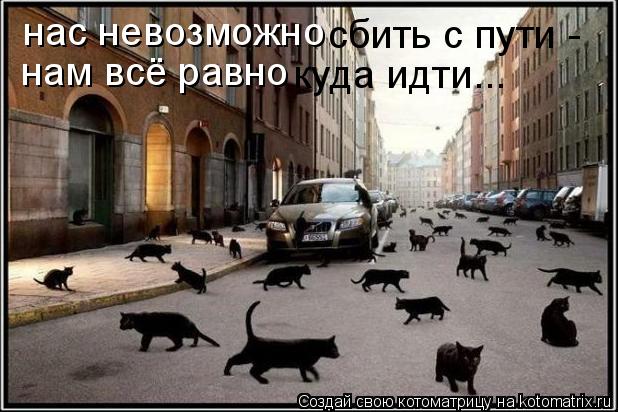 нас невозможно сбить с пути - нам всё равно куда идти...... Котоматрица: нас невозможно сбить с пути - нам всё равно куда идти...