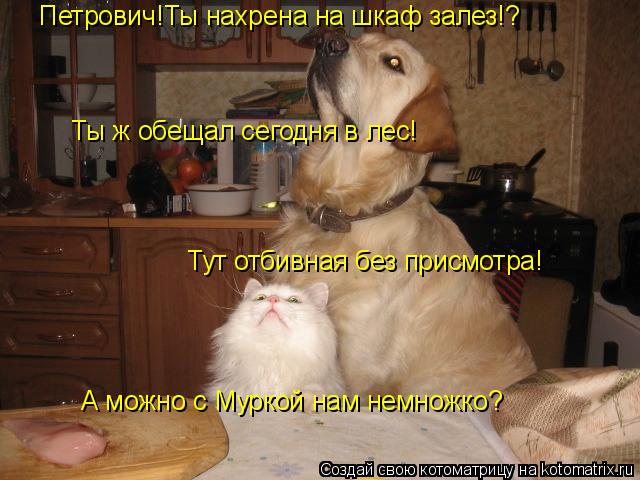 Петрович!Ты нахрена на шкаф залез!? Ты ж обещал сегодня в лес! Тут отбивная без присмотра! А можно с ... Котоматрица: Петрович!Ты нахрена на шкаф залез!? Ты ж обещал сегодня в лес! Тут отбивная без присмотра! А можно с Муркой нам немножко?