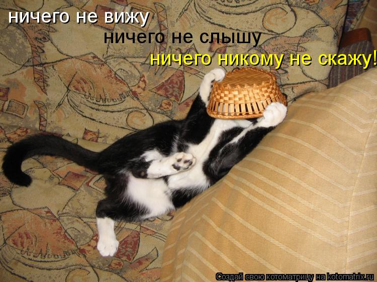 ничего не вижу ничего не слышу ничего никому не скажу!... Котоматрица: ничего не вижу ничего не слышу ничего никому не скажу!