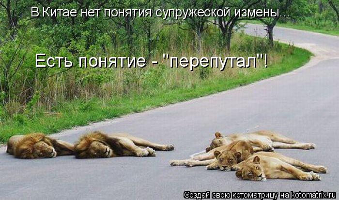 В Китае нет понятия супружеской измены... Есть понятие - "перепутал"!... Котоматрица: В Китае нет понятия супружеской измены... Есть понятие - "перепутал"!