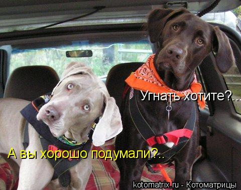 Угнать хотите?... А вы хорошо подумали?..... Котоматрица: Угнать хотите?... А вы хорошо подумали?..