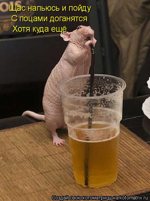 Котоматрица: Щас напьюсь и пойду  С поцами доганятся Хотя куда ещё