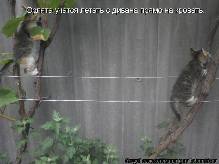 Котоматрица: Орлята учатся летать с дивана прямо на кровать...