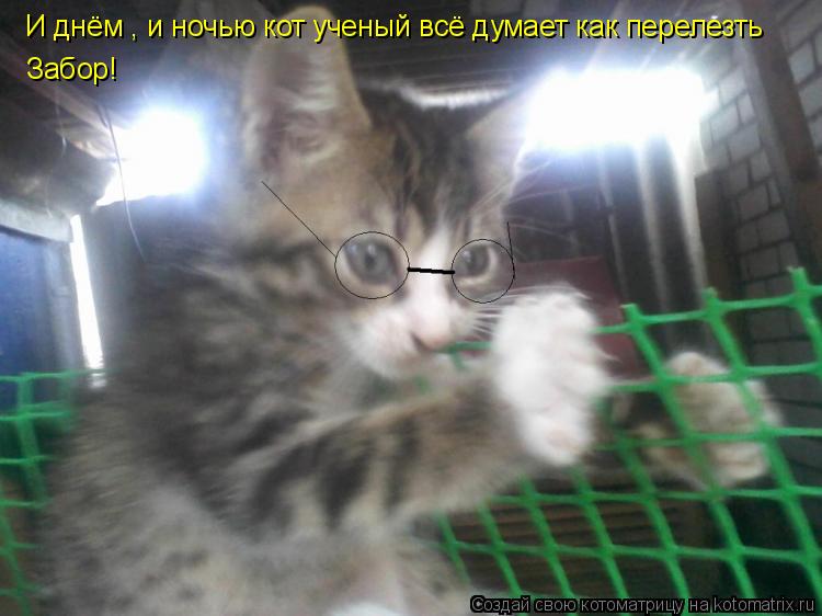 Котоматрица: И днём , и ночью кот ученый всё думает как перелезть  Забор!