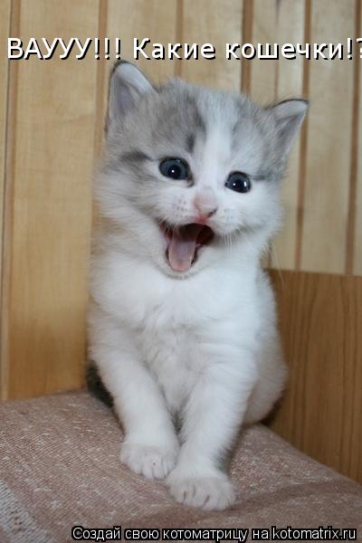 Котоматрица: ВАУУУ!!! Какие кошечки!?