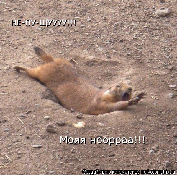 НЕ-ПУ-ЩУУУУ!!! Мояя ноорраа!!!... Котоматрица: НЕ-ПУ-ЩУУУУ!!! Мояя ноорраа!!!