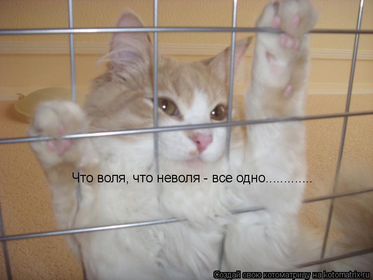 Что воля, что неволя - все одно................ Котоматрица: Что воля, что неволя - все одно.............