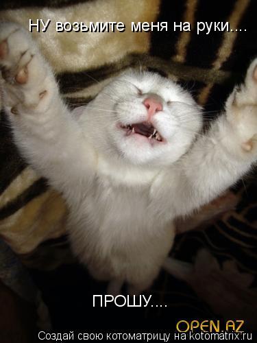 НУ возьмите меня на руки.... ПРОШУ....... Котоматрица: НУ возьмите меня на руки.... ПРОШУ....
