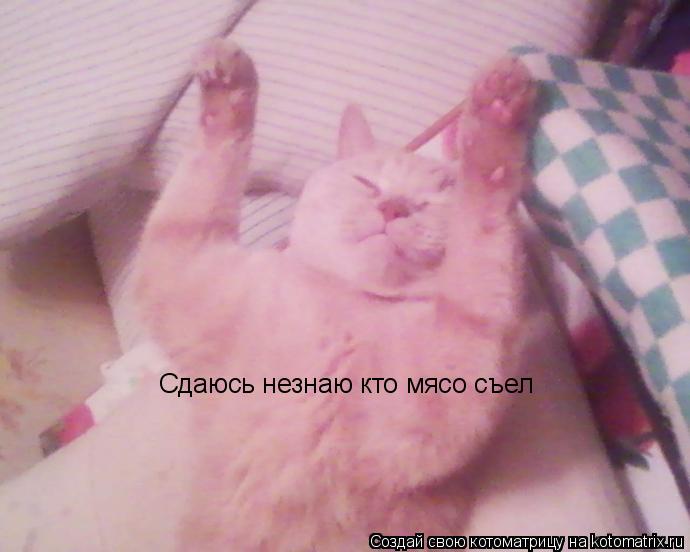 Сдаюсь незнаю кто мясо съел... Котоматрица: Сдаюсь незнаю кто мясо съел