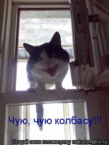 Чую, чую колбасу!!!... Котоматрица: Чую, чую колбасу!!!