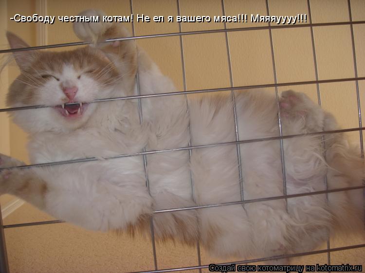 -Свободу честным котам! Не ел я вашего мяса!!! Мяяяуууу!!!... Котоматрица: -Свободу честным котам! Не ел я вашего мяса!!! Мяяяуууу!!!