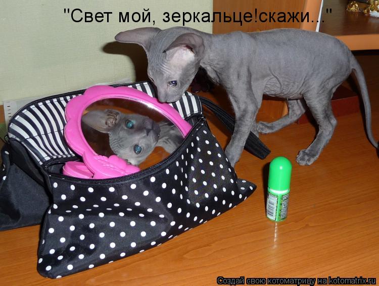 "Свет мой, зеркальце!скажи..."... Котоматрица: "Свет мой, зеркальце!скажи..."