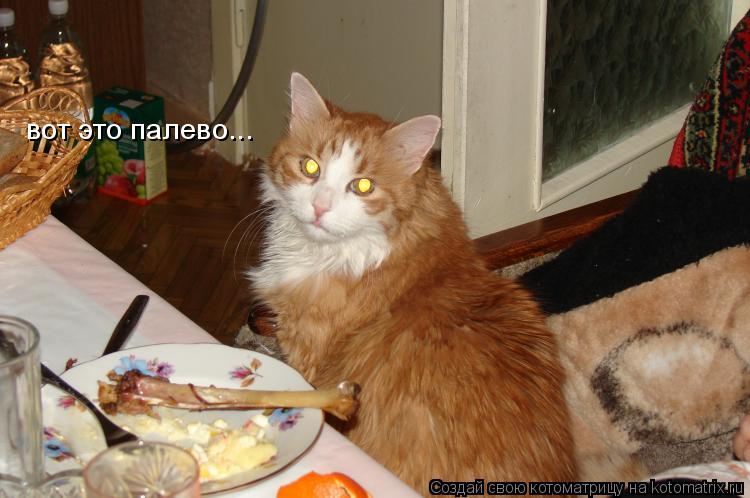 вот это палево...... Котоматрица: вот это палево...