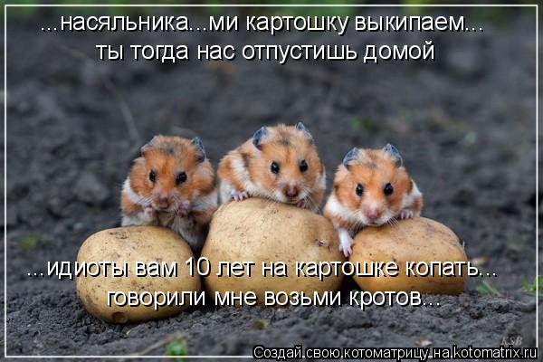 ...насяльника...ми картошку выкипаем... ты тогда нас отпустишь домой ...идиоты вам 10 лет на картошке... Котоматрица: ...насяльника...ми картошку выкипаем... ты тогда нас отпустишь домой ...идиоты вам 10 лет на картошке копать... говорили мне возьми кротов...