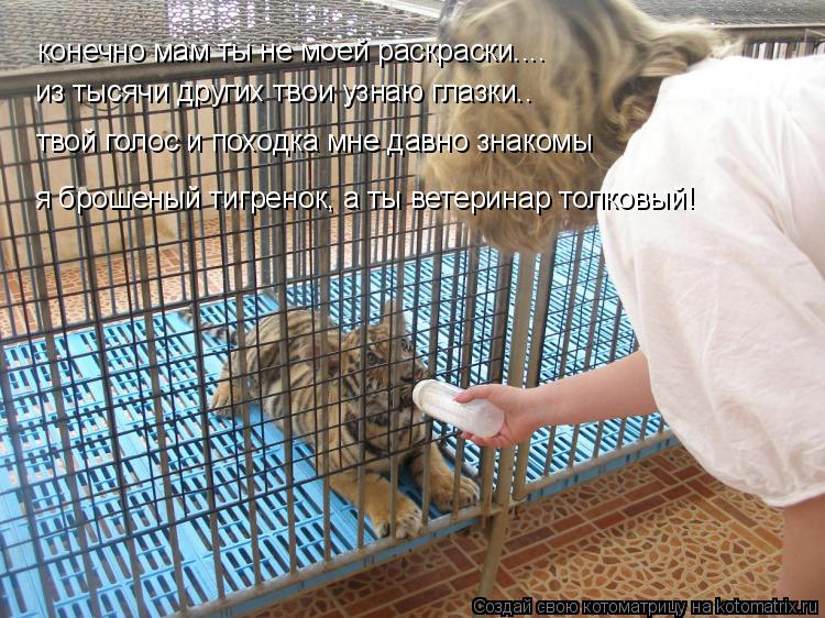 конечно мам ты не моей раскраски.... из тысячи других твои узнаю глазки.. твой голос и походка мне да... Котоматрица: конечно мам ты не моей раскраски.... из тысячи других твои узнаю глазки.. твой голос и походка мне давно знакомы я брошеный тигренок, а ты вете