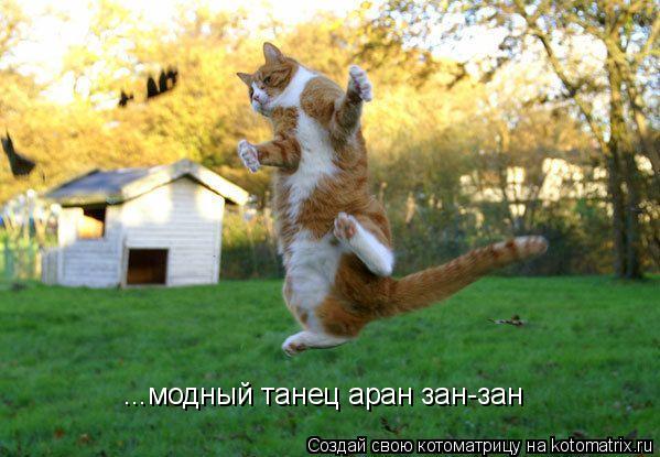 ...модный танец аран зан-зан... Котоматрица: ...модный танец аран зан-зан
