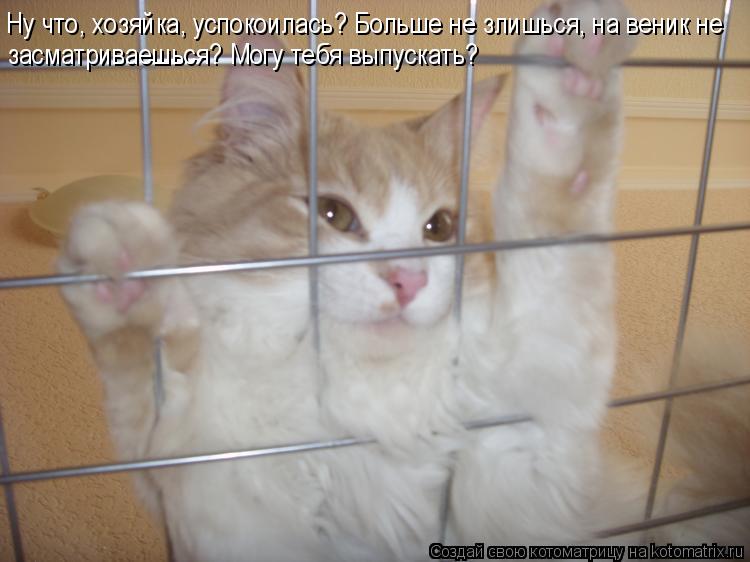 Ну что, хозяйка, успокоилась? Больше не злишься, на веник не засматриваешься? Могу тебя выпускать?... Котоматрица: Ну что, хозяйка, успокоилась? Больше не злишься, на веник не засматриваешься? Могу тебя выпускать?