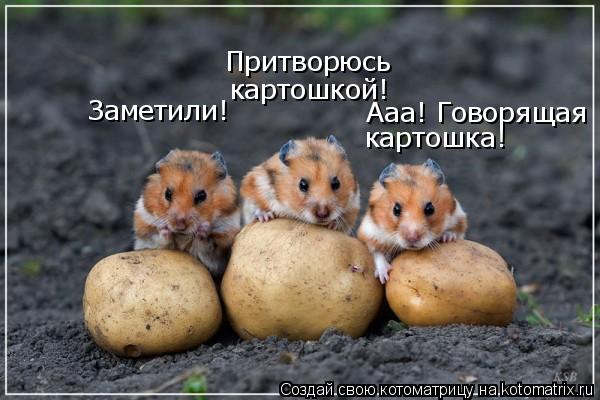 Заметили! Притворюсь картошкой! Ааа! Говорящая картошка!... Котоматрица: Заметили! Притворюсь картошкой! Ааа! Говорящая картошка!