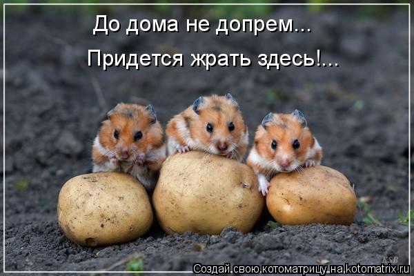 До дома не допрем... Придется жрать здесь!...... Котоматрица: До дома не допрем... Придется жрать здесь!...