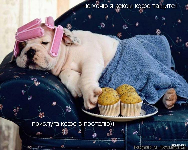 не хочю я кексы кофе тащите! прислуга кофе в постелю))... Котоматрица: не хочю я кексы кофе тащите! прислуга кофе в постелю))