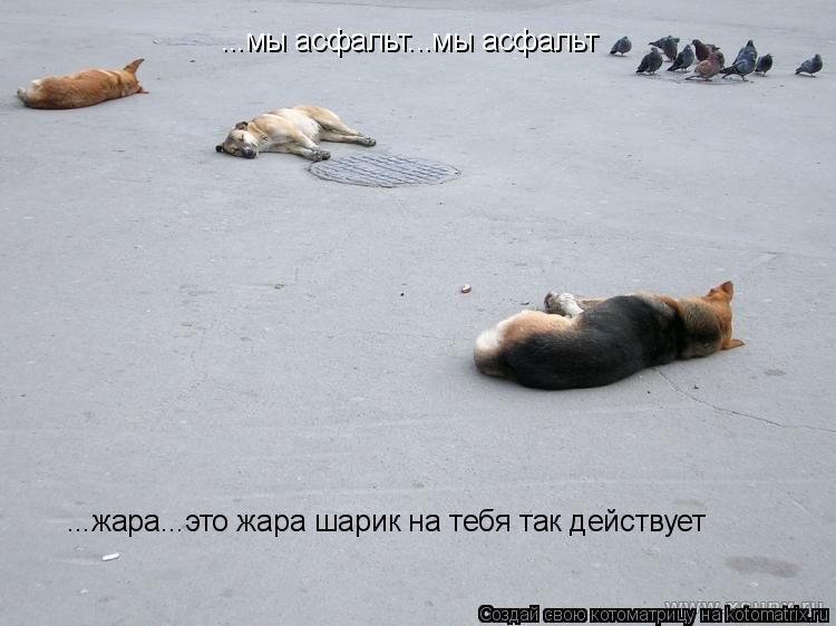 ...мы асфальт...мы асфальт ...жара...это жара шарик на тебя так действует... Котоматрица: ...мы асфальт...мы асфальт ...жара...это жара шарик на тебя так действует