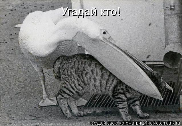 Угадай кто!... Котоматрица: Угадай кто!